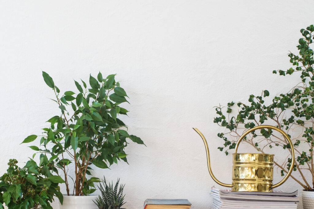 houseplants