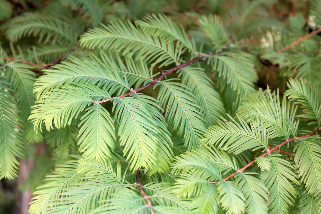 Dawn Redwood