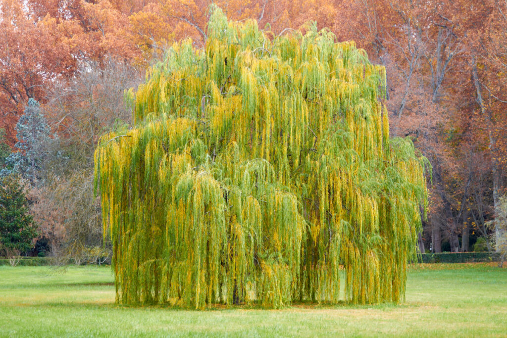 Garden trees