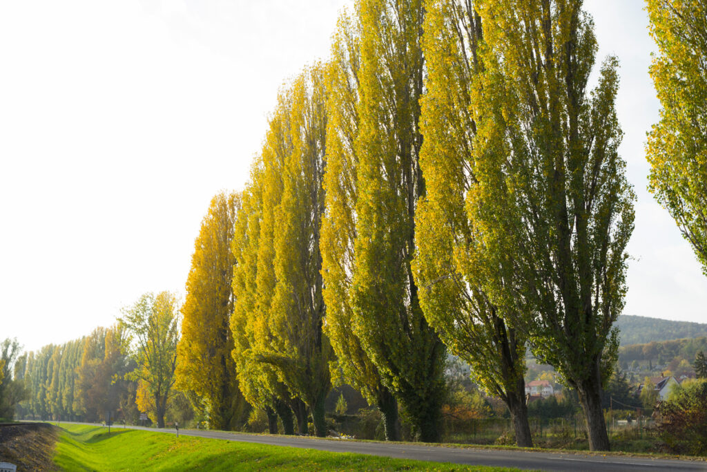 garden trees